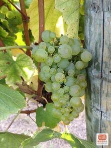 葡萄采摘视频,视频记录采摘瞬间