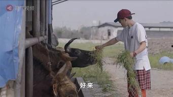 捶骟公牛视频,揭秘捶骟公牛的真实过程