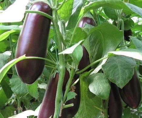 茄子嫁接技术视频教程,视频教程详解与实操步骤