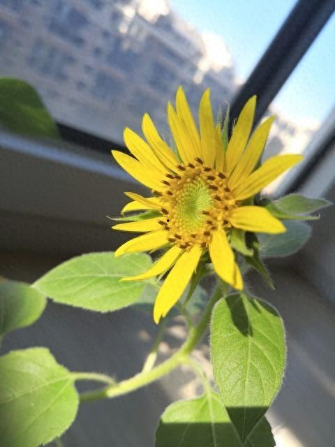 种葵花视频,揭秘葵花种植全过程